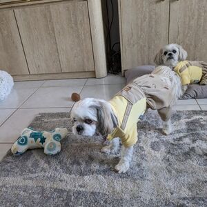 Yellow Dog Outfit with Stripes